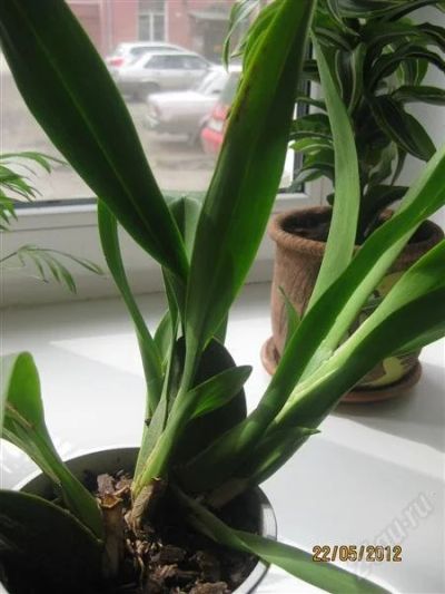 Лот: 1837163. Фото: 1. орхидея. Горшечные растения и комнатные цветы