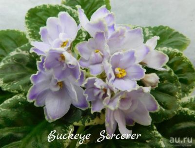 Лот: 6165178. Фото: 1. Фиалка сортовая Buckeye Sorcerer... Горшечные растения и комнатные цветы