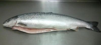 Лот: 3449354. Фото: 1. Сёмга свежемороженая для коллектива... Икра, рыба, морепродукты