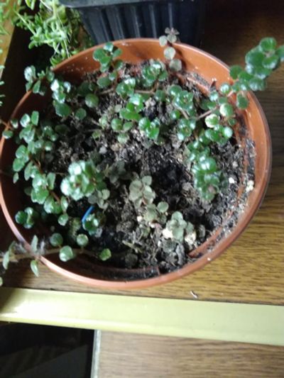 Лот: 16697804. Фото: 1. Пилея прижатая (pilea depressa... Горшечные растения и комнатные цветы