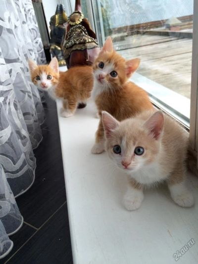 Лот: 5799441. Фото: 1. Котята.абсолютно безвозмездно... Кошки, котята
