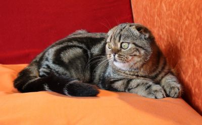 Лот: 12008332. Фото: 1. Дружелюбный мальчик с ангельским... Кошки, котята