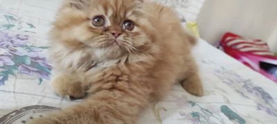 Лот: 19252423. Фото: 1. Кошечка перс классик. Кошки, котята