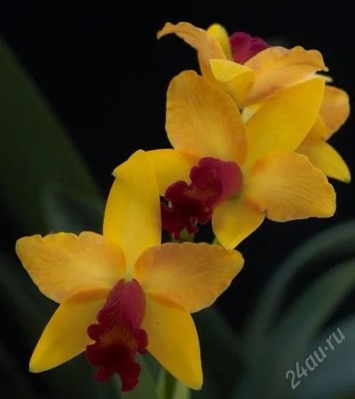 Лот: 1804413. Фото: 1. Lc. Tokyo Magic ORCHIS. Горшечные растения и комнатные цветы