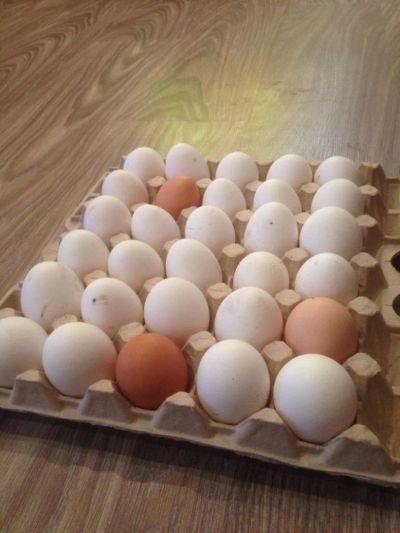 Лот: 10926997. Фото: 1. Яйцо куриное деревенское. Мясо, птица, яйцо