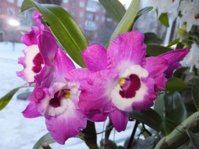 Лот: 4295339. Фото: 1. Орхидея дендробиум нобиле большой... Горшечные растения и комнатные цветы