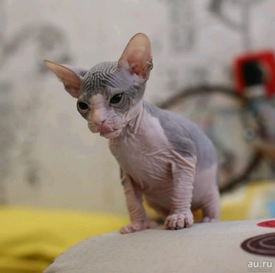 Лот: 13059711. Фото: 1. Доняшки. Кошки, котята
