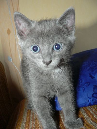 Лот: 14337975. Фото: 1. Котёнок от русской голубой. Кошки, котята