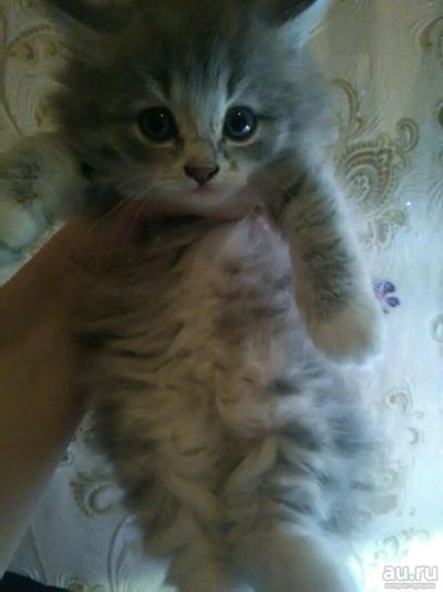Лот: 10389391. Фото: 1. Отдам котят!. Кошки, котята