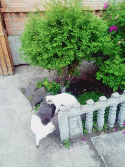 Лот: 13802532. Фото: 1. Котята сиамские. Кошки, котята