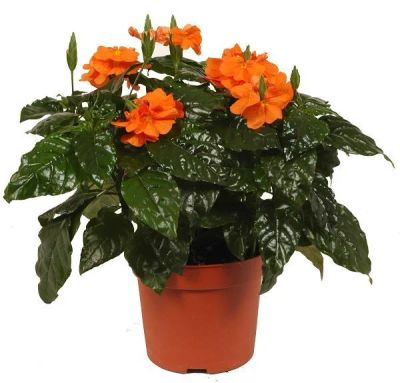 Лот: 10952329. Фото: 1. Кроссандра Оранжевая Взрослая. Горшечные растения и комнатные цветы