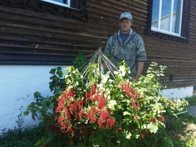 Лот: 17576426. Фото: 1. Саженцы ягодных кустарников. Ягоды