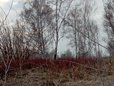 Лот: 22036391. Фото: 1. Сок берёзовый сбор каждый день. Напитки