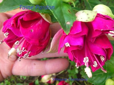 Лот: 4088912. Фото: 1. Taine Pardon- Укорененный черенок. Горшечные растения и комнатные цветы