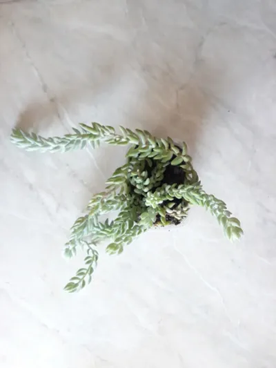 Лот: 23688419. Фото: 1. Суккулент Sedum Morganianum (Седум... Горшечные растения и комнатные цветы