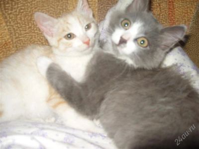 Лот: 1992281. Фото: 1. 2 шикарных котика ищут дом. Кошки, котята