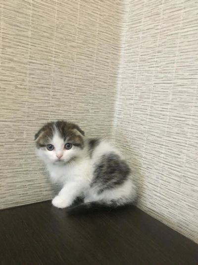 Лот: 10334184. Фото: 1. Вислоухая малышка. Кошки, котята