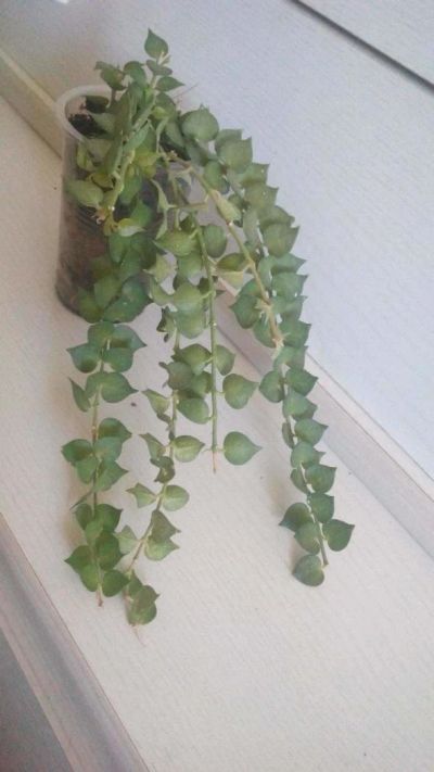 Лот: 9750426. Фото: 1. Дисхидия / Dischidia ruscifolia. Горшечные растения и комнатные цветы
