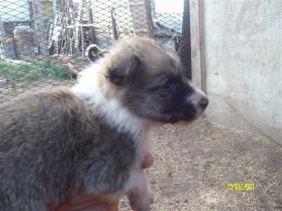 Лот: 1276752. Фото: 1. Отдам щенков в хорошие руки. Собаки, щенки