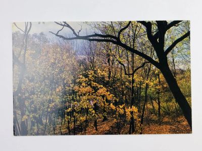 Лот: 23296907. Фото: 1. Абрамцево. Осень в парке. Открытка... Открытки, конверты