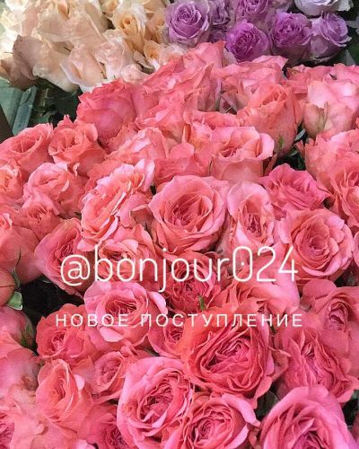 Лот: 11159554. Фото: 1. Розы яркие розовые. Свежие цветы