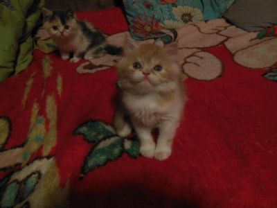 Лот: 8285257. Фото: 1. Персидский котёнок рыжий с белым... Кошки, котята