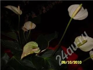 Лот: 554140. Фото: 1. антуриум мини Кокос 4. Горшечные растения и комнатные цветы