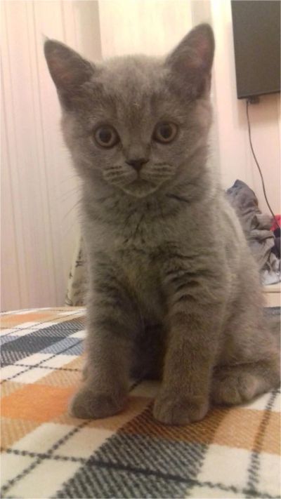 Лот: 11010531. Фото: 1. Милый котёнок. Подарки на 14 февраля