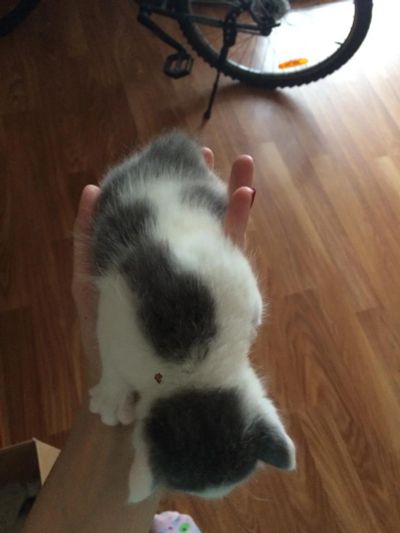 Лот: 6554954. Фото: 1. Отдам котят. Кошки, котята