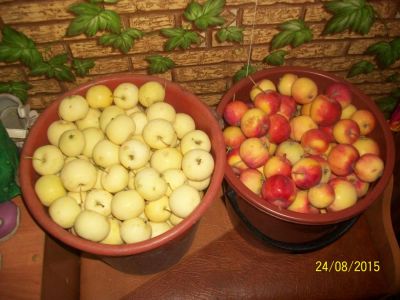 Лот: 6006200. Фото: 1. Яблоки сибирские ( из деревни... Овощи, фрукты, зелень