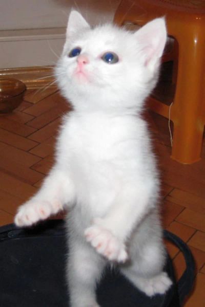 Лот: 7732530. Фото: 1. SOS, малышу срочно нужен дом. Кошки, котята