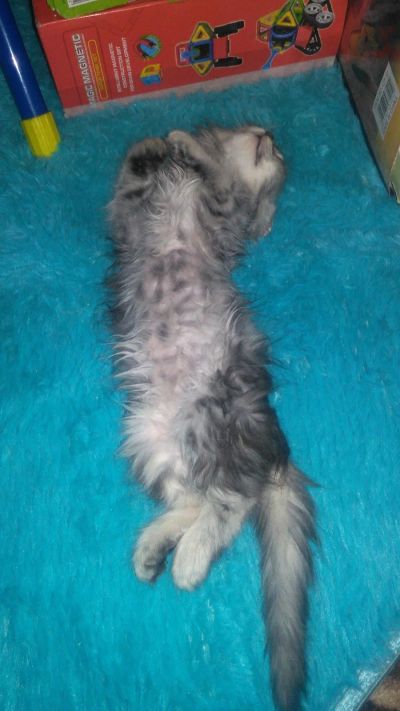 Лот: 15133982. Фото: 1. Котята. Кошки, котята