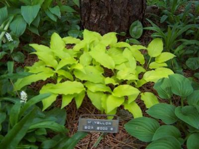 Лот: 20497348. Фото: 1. хоста Йеллоу Боа (hosta Yellow... Садовые цветы
