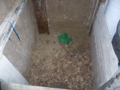 Лот: 14454005. Фото: 1. Картофель старого урожая. Картофель