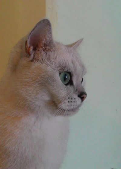 Лот: 10801767. Фото: 1. Ищем дом Британочке. Кошки, котята