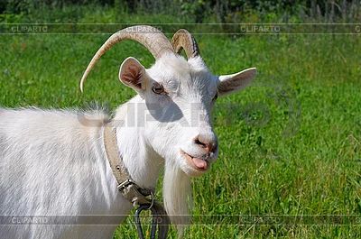 Лот: 3052050. Фото: 1. Коза породистая годовалая. Остальные животные