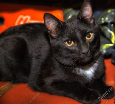 Лот: 807390. Фото: 1. Красавец Стас может стать вашим... Остальные животные