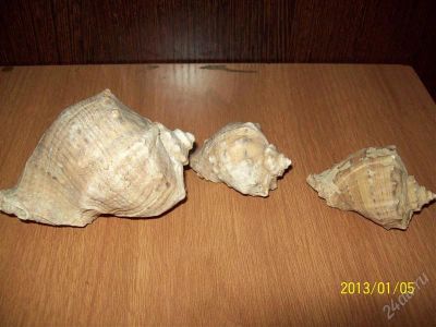 Лот: 2399416. Фото: 1. ракушки. Другое (предметы интерьера)