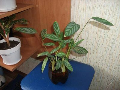 Лот: 2531640. Фото: 1. Ктенанта(Ctenanta). Горшечные растения и комнатные цветы