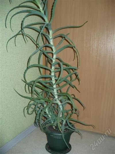 Лот: 2619455. Фото: 1. Алоэ. Горшечные растения и комнатные цветы