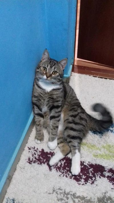 Лот: 10238760. Фото: 1. Кот. Кошки, котята