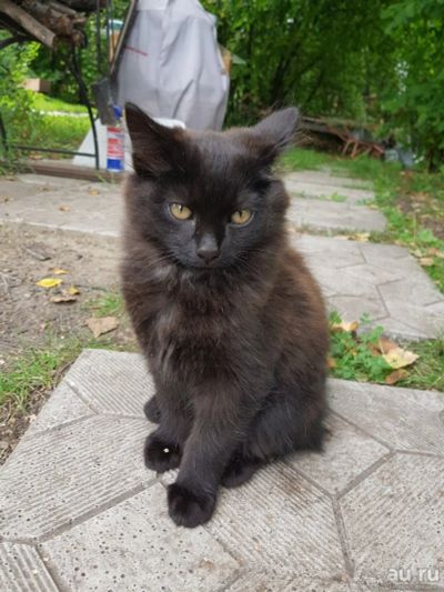 Лот: 17893832. Фото: 1. Котята. Кошки, котята