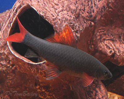 Лот: 6918174. Фото: 1. Лабео зеленый (Labeo frenatus). Рыбки