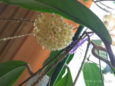 Лот: 11578048. Фото: 1. хойя (Hoya sp. Kast (EPC-934)). Горшечные растения и комнатные цветы