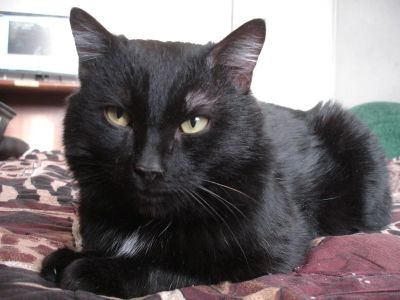 Лот: 3512846. Фото: 1. Кот Гриша. Кошки, котята