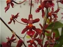 Лот: 1167003. Фото: 1. орхидея Wilsonara fortissimo. Горшечные растения и комнатные цветы