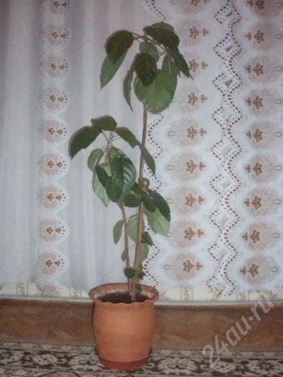 Лот: 173767. Фото: 1. цветок фикус. Горшечные растения и комнатные цветы