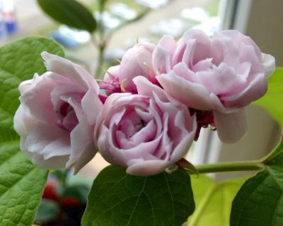 Лот: 8168422. Фото: 1. Клеродендрум филиппинский (Clerodendrum... Горшечные растения и комнатные цветы