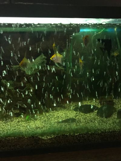 Лот: 15224680. Фото: 1. Аквариум. Аквариумы, террариумы