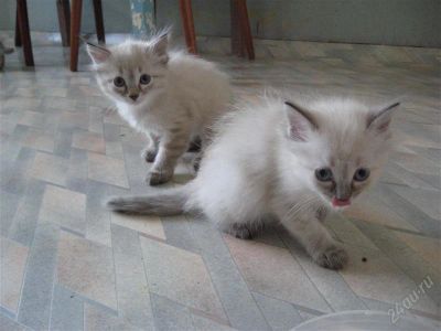 Лот: 1951404. Фото: 1. котята. Кошки, котята
